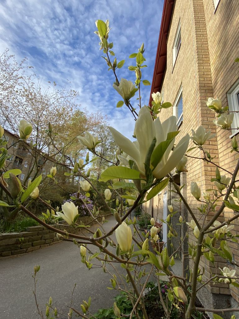 Bommande, vita magnolior.