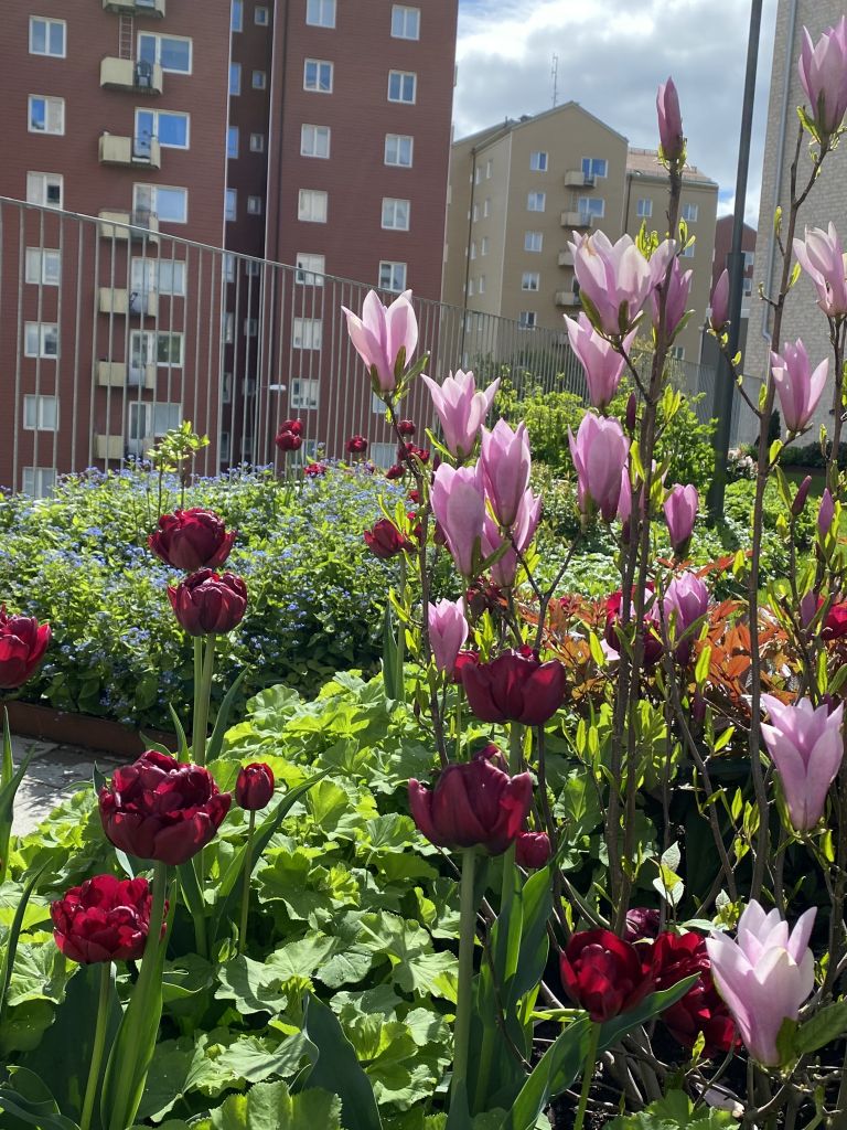 Lila och rosa blommor i rabatt. 