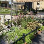 Rabatter med gröna växter och blommor.