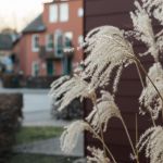 Beiga växter med röda hus i bakgrunden.