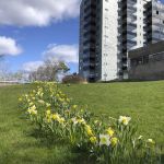 Påskliljor och pingstliljor i lång rad framför hus.