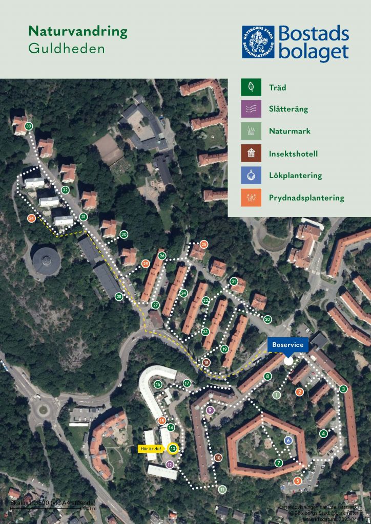 Visar punkt 13 på kartan över Guldhedens naturvandring. 