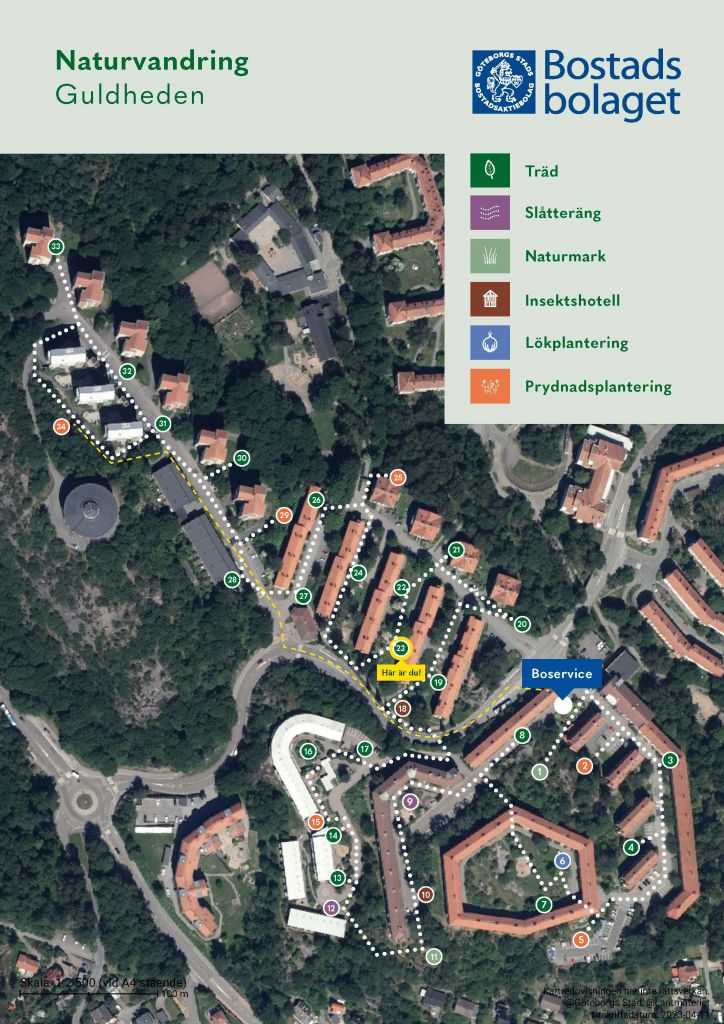 Visar punkt 23 på kartan över Guldhedens naturvandring. 
